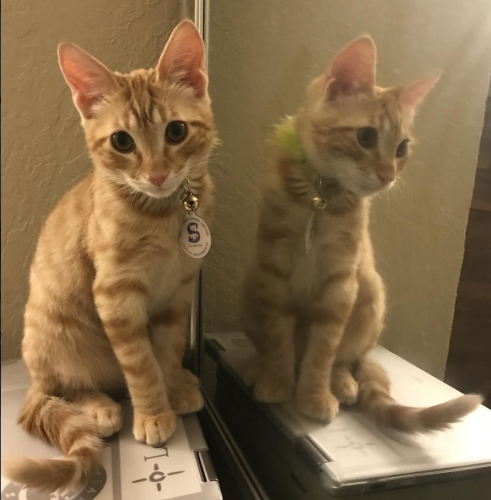 Screen Shot 2019-11-14 at 10.11.31 AM