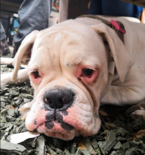 Screen Shot 2019-11-25 at 1.25.47 PM